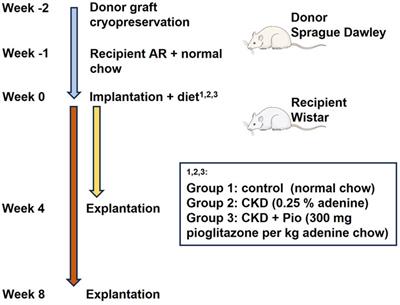 Pioglitazone treatment mitigates cardiovascular bioprosthetic degeneration in a chronic kidney disease model